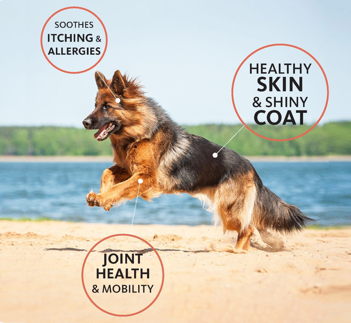 Brilliant Salmon Oil Original 300ml