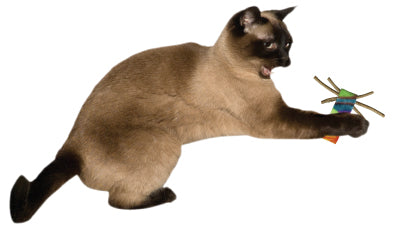 Cat Dancer Whisker Chaser 2PK