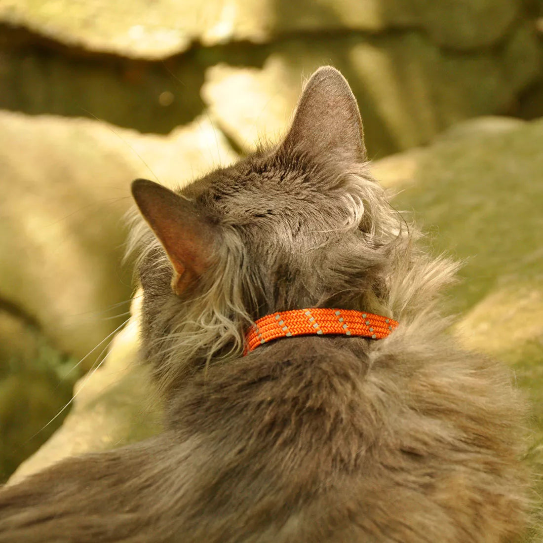 Coastal Elastacat Safety Cat Collars