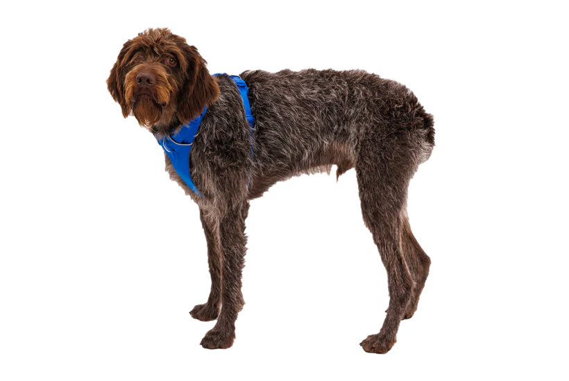 RUFFWEAR Front Range Dog Harness - Blue Pool