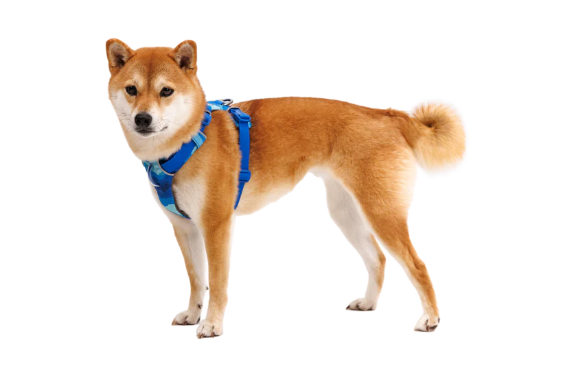 RUFFWEAR Front Range Dog Harness - Coastal Mountains