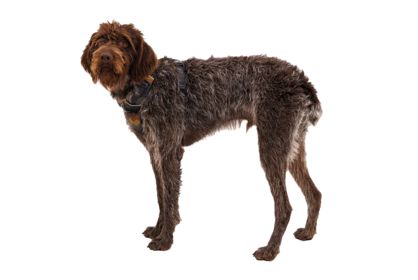 RUFFWEAR Front Range Dog Harness - Moonlight Mountains