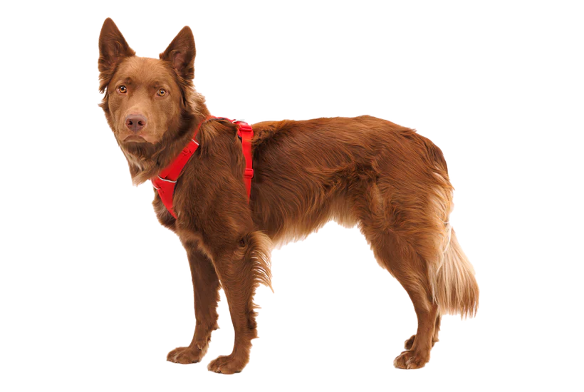 RUFFWEAR Front Range Dog Harness - Red Canyon