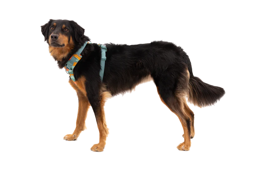 RUFFWEAR Front Range Dog Harness - River Rock