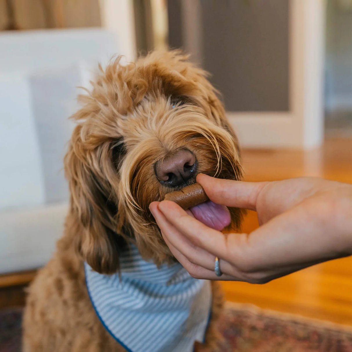 Earthly Pill Buddy Naturals Pill Hiding Dog Treats - Peanut Butter & Honey