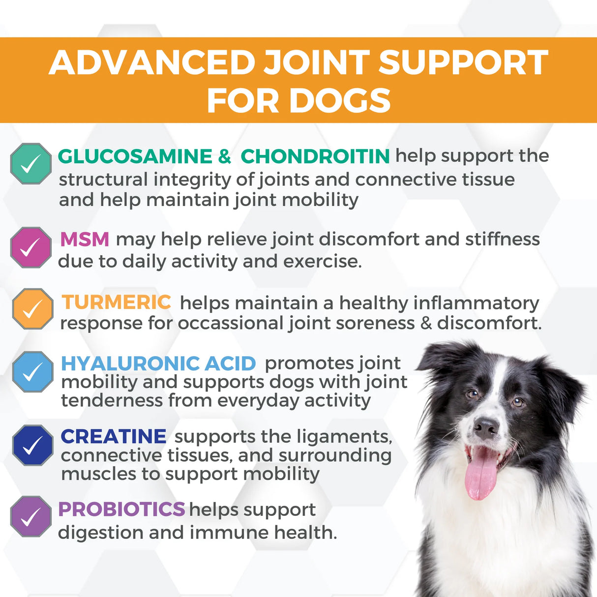 Nootie Progility Hip & Joint Soft Chew Supplements For Dogs