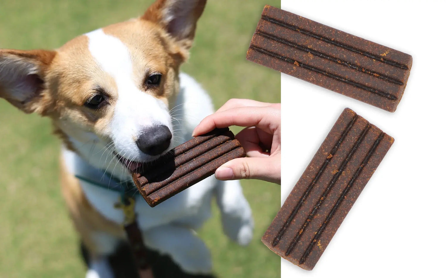 Diggin' Your Dog Firm Up ! Pumpkin Bars