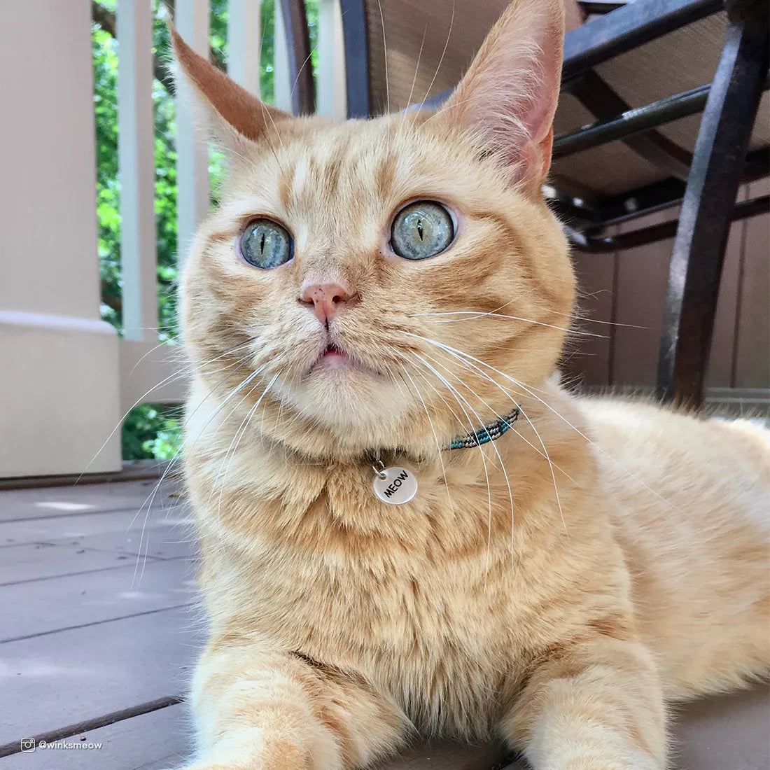 Coastal Elastacat Safety Cat Collars