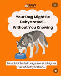 A husky dog drinking from a water bowl illustrating hidden dehydration risks in pets.