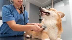 Did Industry Funding Influence an FDA Investigation into Canine Heart Disease and Grain-Free Dog Food?