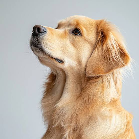 Why Is My Dog's Coat Dull? Here's What It Could Be Telling You