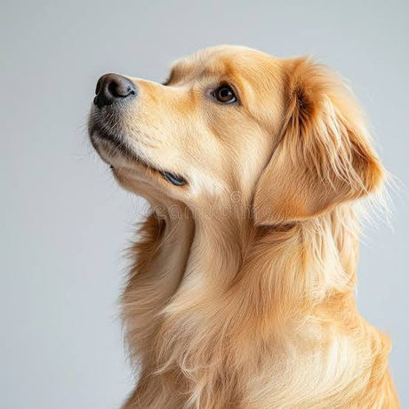Why Is My Dog's Coat Dull? Here's What It Could Be Telling You