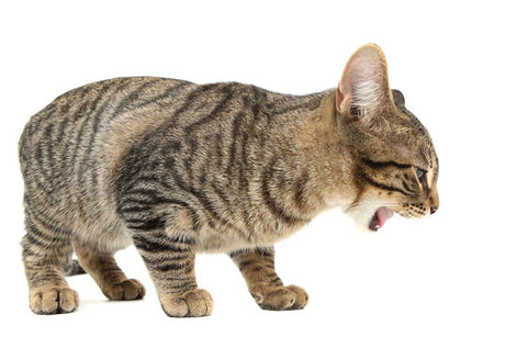 DIGESTIVE SUPPORT