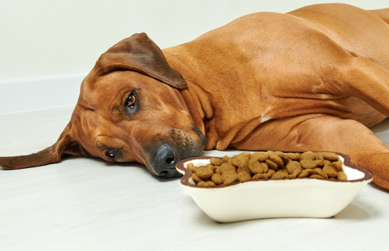 DIGESTIVE SUPPORT