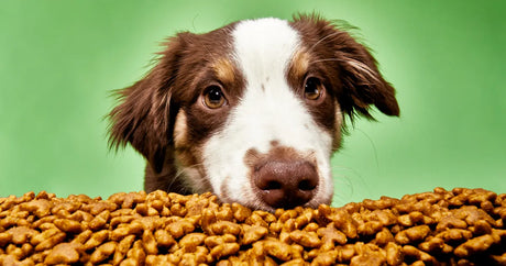 DRY DOG KIBBLE