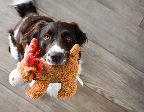 PLUSH DOG TOYS