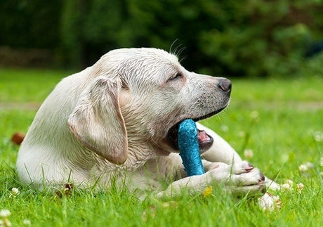 CHEW TOYS