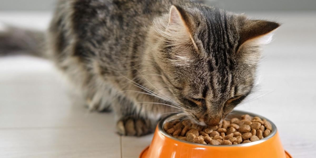 DRY KIBBLE