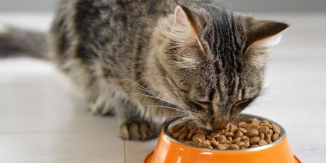 DRY KIBBLE