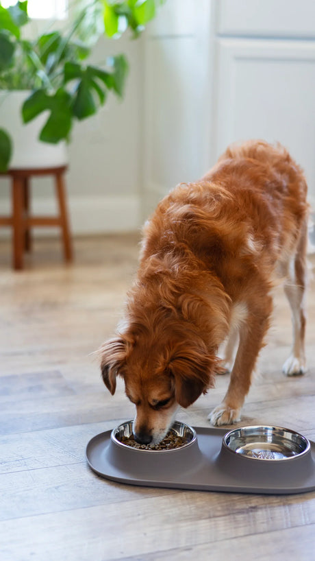MESSY MUTTS Double Silicone Dog Feeder with Stainless Bowls, 3 Cups Per Bowl - Blue
