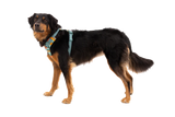 RUFFWEAR Front Range Dog Harness - River Rock