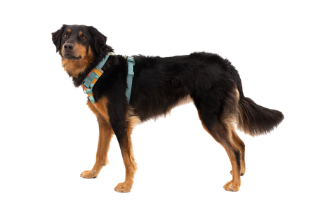 RUFFWEAR Front Range Dog Harness - River Rock