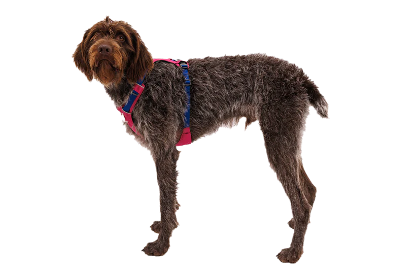 RUFFWEAR Hi and Light Dog Harness - Alpenglow Pink