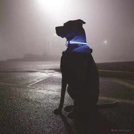 Coastal USB Light-Up Neck Ring