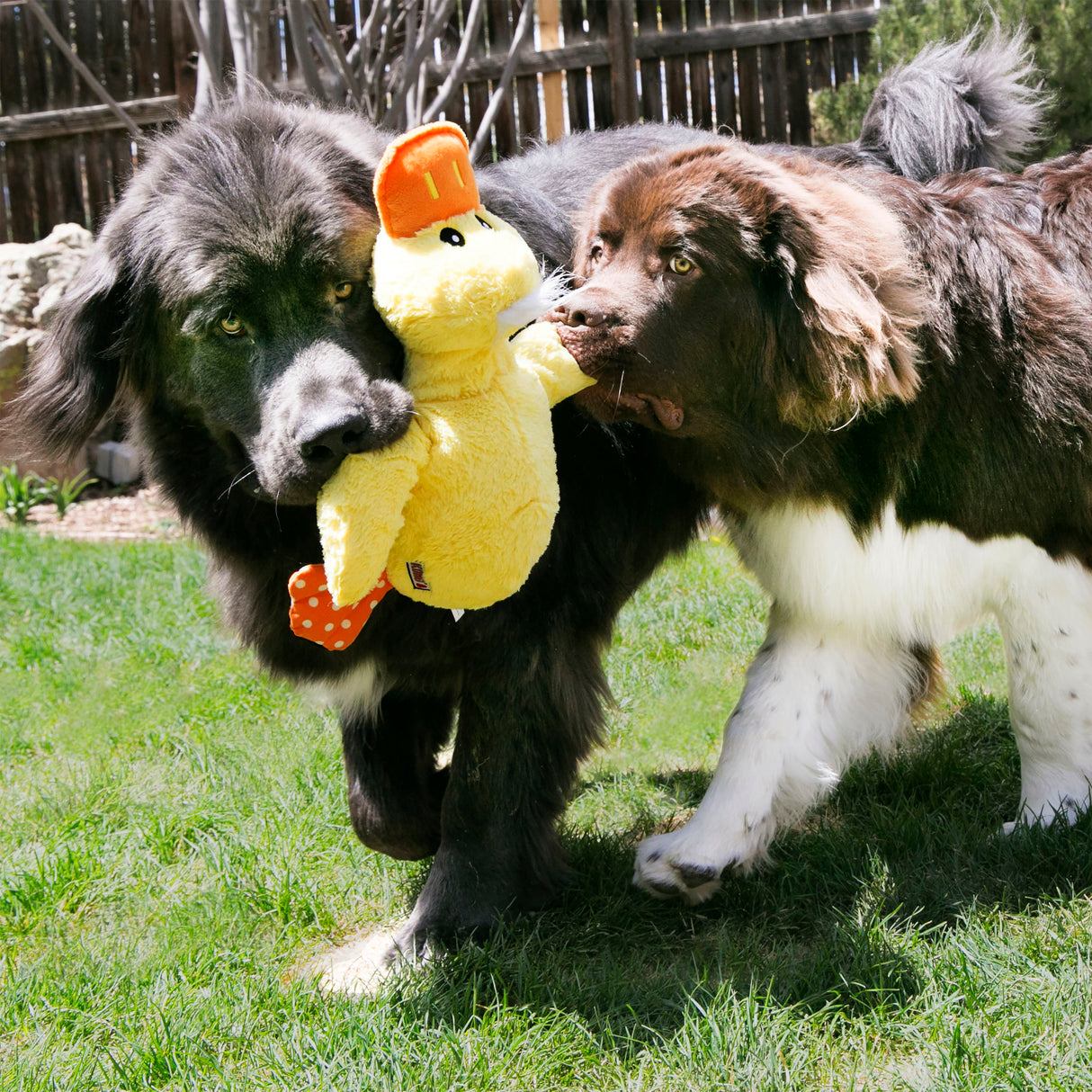 KONG Comfort Jumbo Squeaky Duck Plush Dog Toy, Assorted Colors