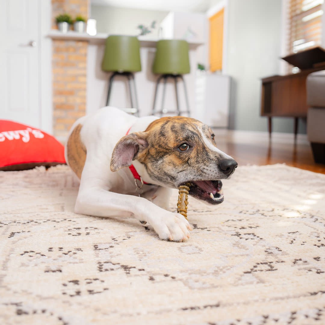 STELLA AND CHEWYS DENTAL DELIGHTS MEDIUM