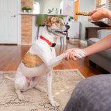 STELLA AND CHEWYS DENTAL DELIGHTS MEDIUM