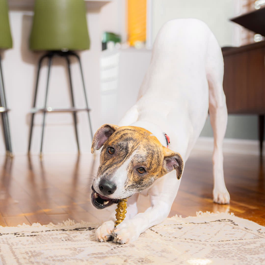 STELLA AND CHEWYS DENTAL DELIGHTS MEDIUM