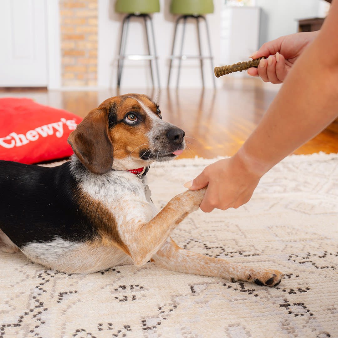 STELLA AND CHEWYS DENTAL DELIGHTS SMALL