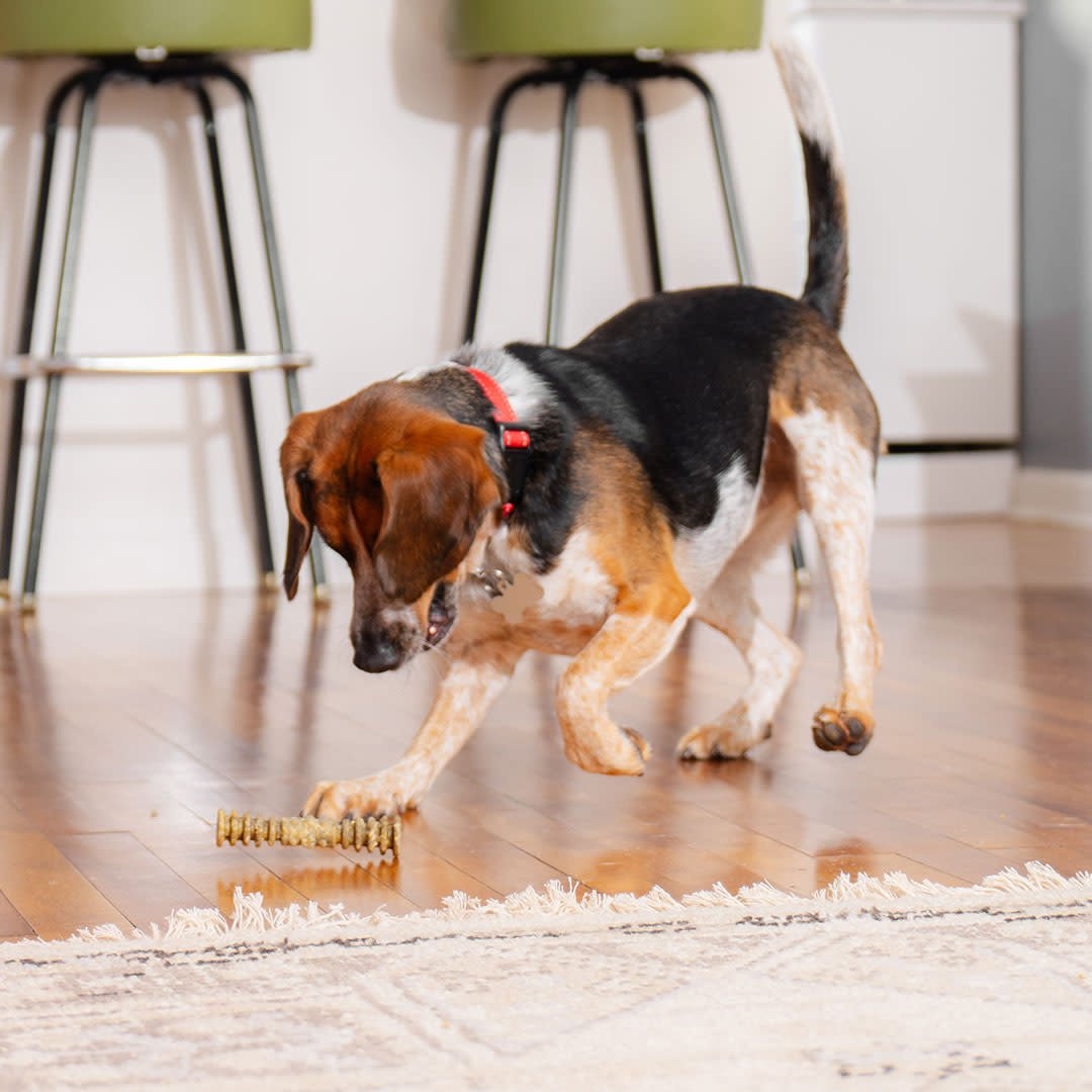 STELLA AND CHEWYS DENTAL DELIGHTS SMALL