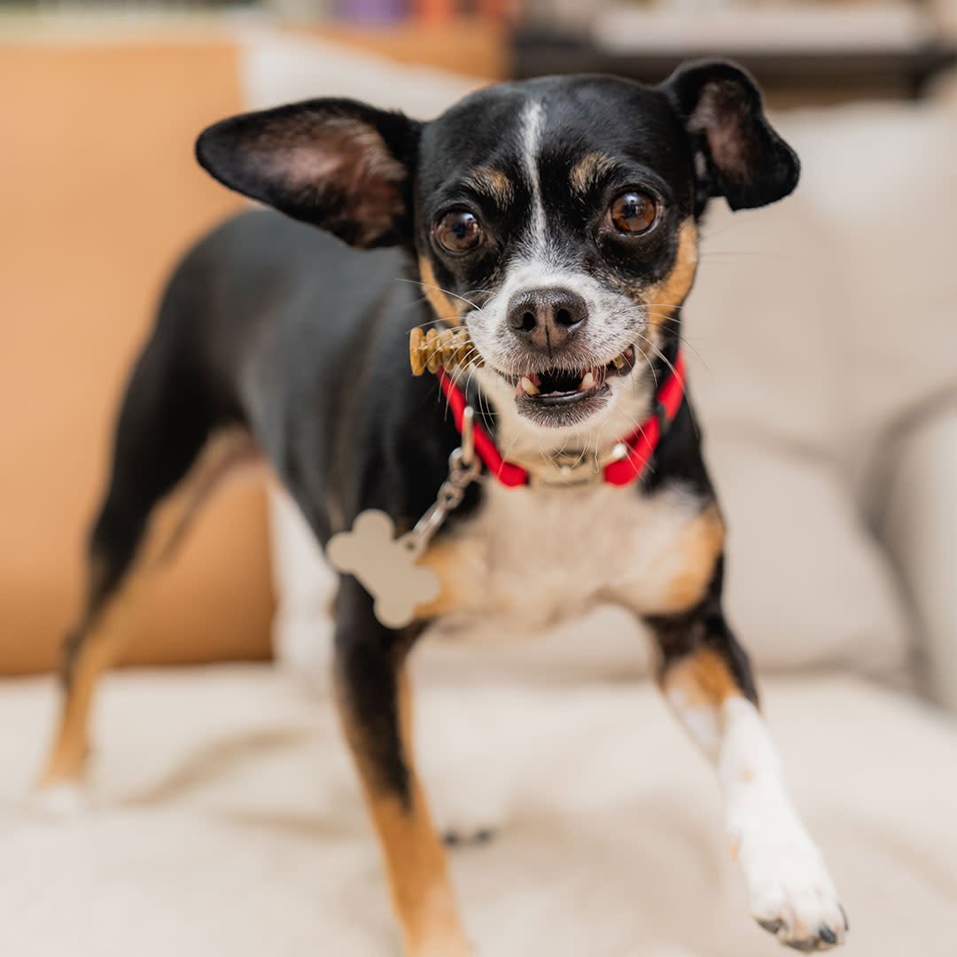 STELLA AND CHEWYS DENTAL DELIGHTS EXTRA SMALL