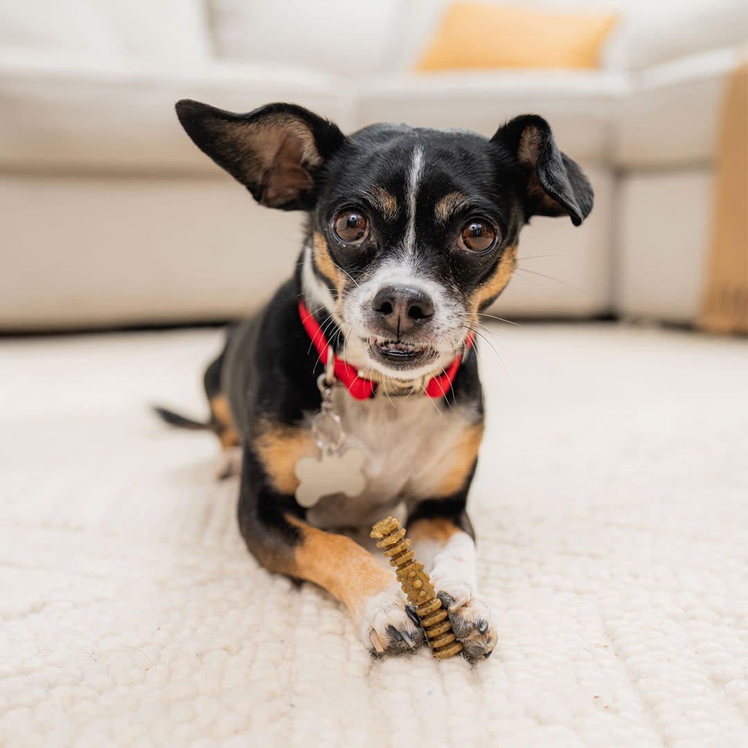 STELLA AND CHEWYS DENTAL DELIGHTS EXTRA SMALL